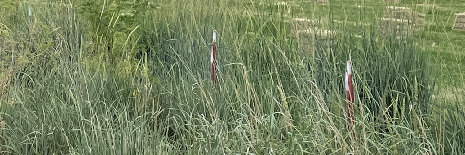 Lea Cash banner