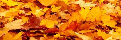 ACECHR-ACCSDC banner