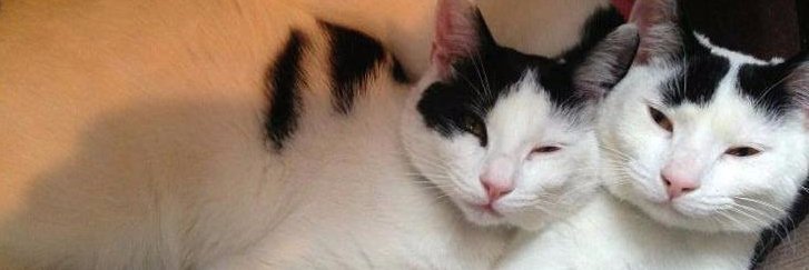 RSPCABalhamToot's profile banner image