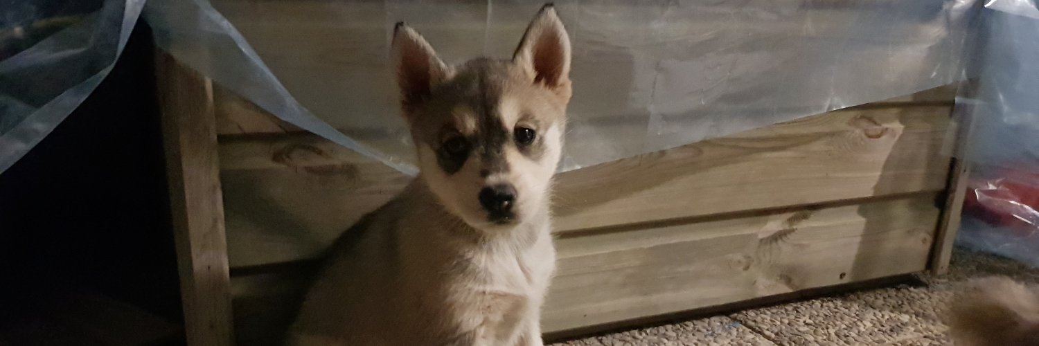 Dianika48's profile banner image