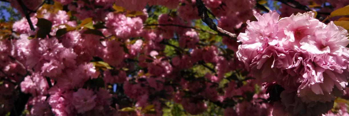 DigThisBird's profile banner image