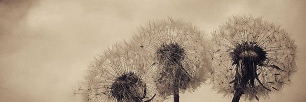 Steffi721981 Profile Banner