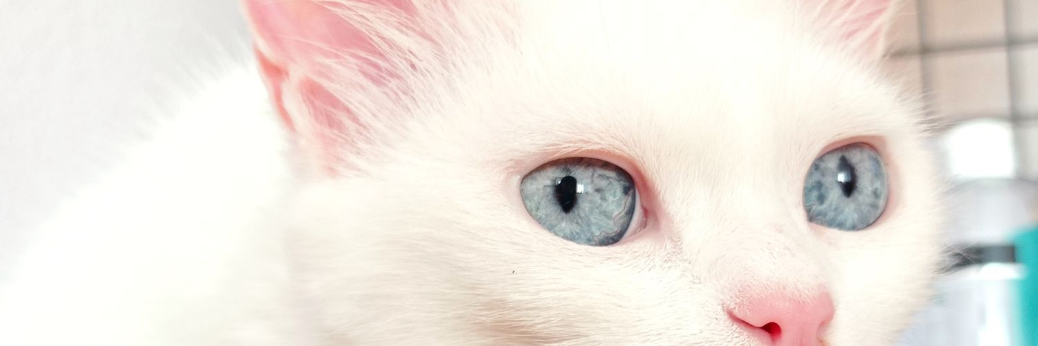 bedocs24's profile banner image
