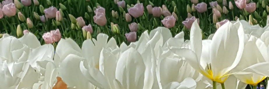 agneseborg's profile banner image
