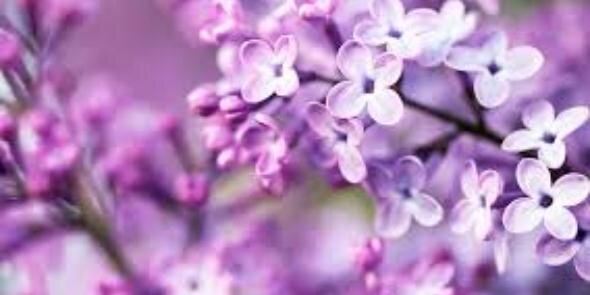 hend_alhenedi's profile banner image