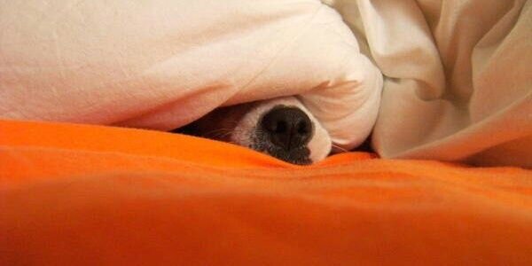 Magda Castellano banner