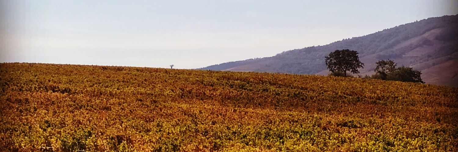 BazLeCroquant's profile banner image