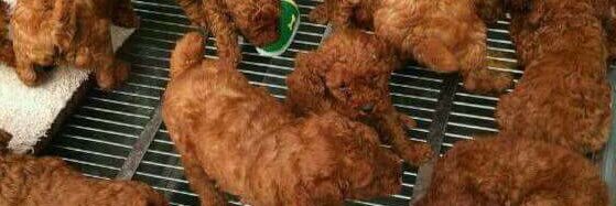 Missing Toe 420 banner