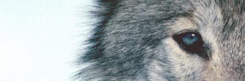 VirOnlyParty's profile banner image