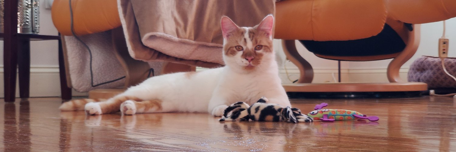MRFRScats's profile banner image