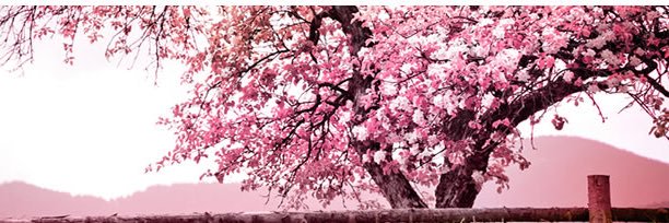 pooky0923's profile banner image