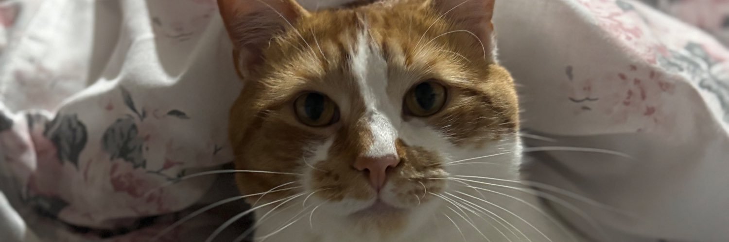 Holly 🧡/\\\🧡 banner