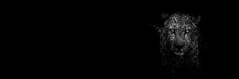demonizzed's profile banner image