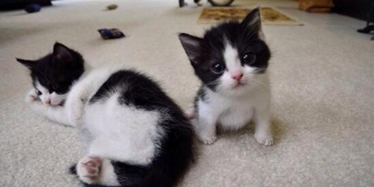 CatPornFR's profile banner image