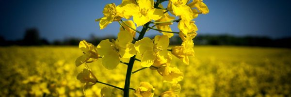 CambsLives Profile Banner