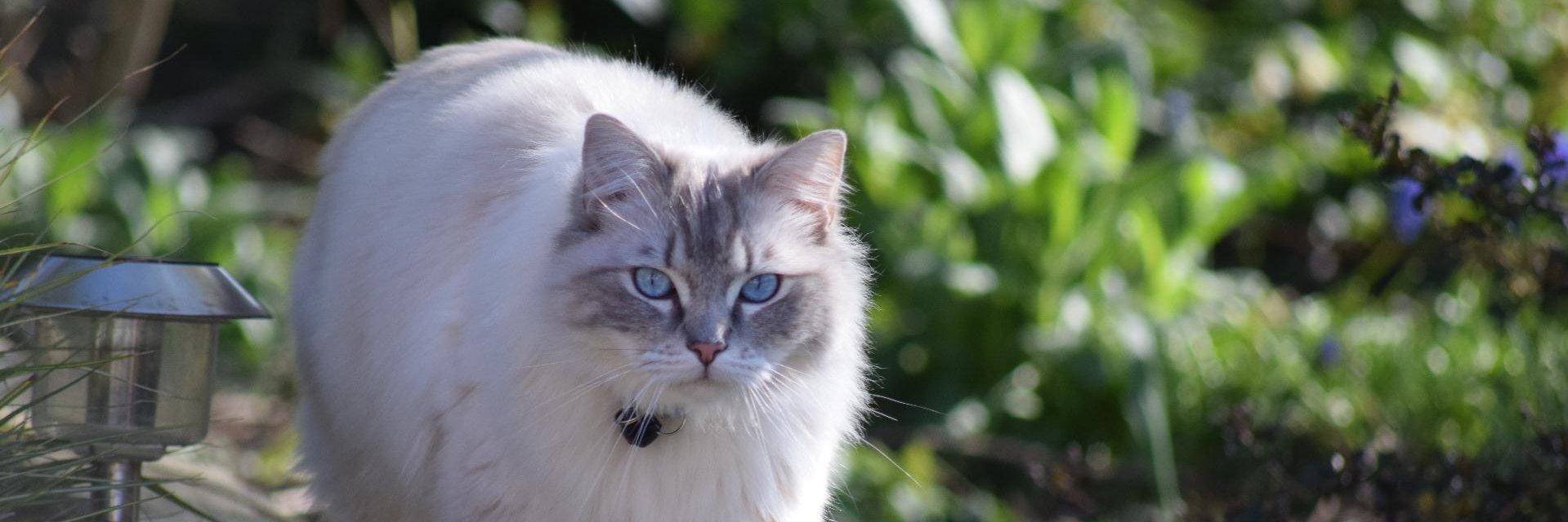 Jocelyn Simmons banner