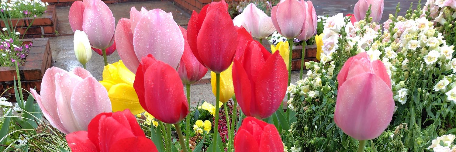 伊藤優花🍫演劇人 banner