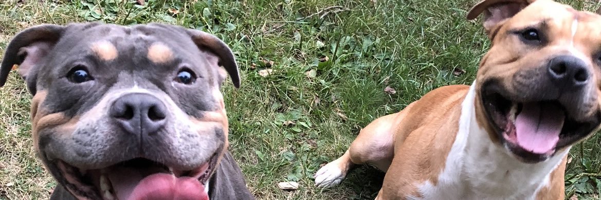 shyannesummer's profile banner image