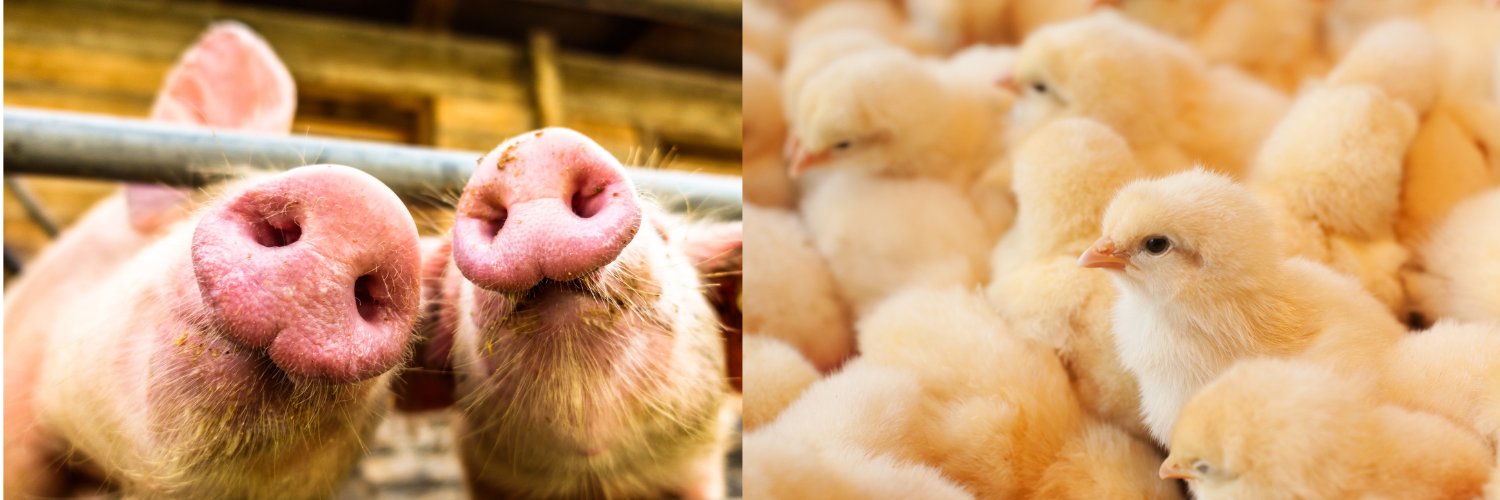 Hensall Co-op Animal Nutrition banner