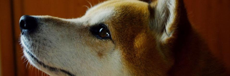 mico@4/4クマモトB9 banner