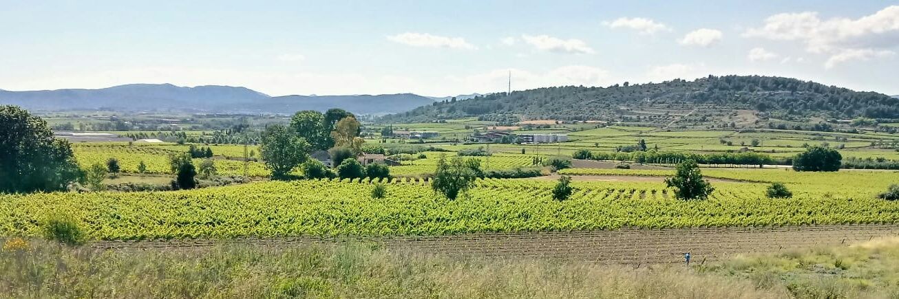 Queti Vinyals banner