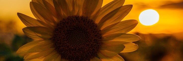 urcookiesf's profile banner image