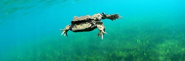 Amphibian_Ark Profile Banner