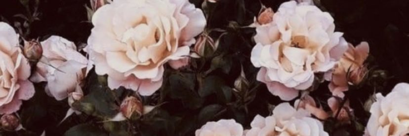 MadiRae23's profile banner image