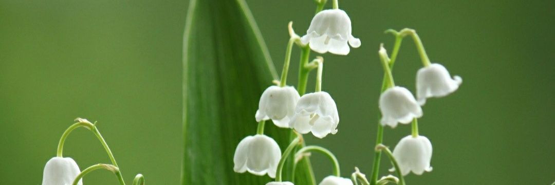 JJ 🍸🌈🐻 banner