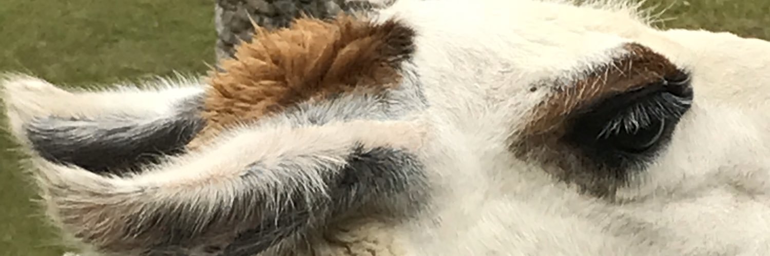messenger41's profile banner image