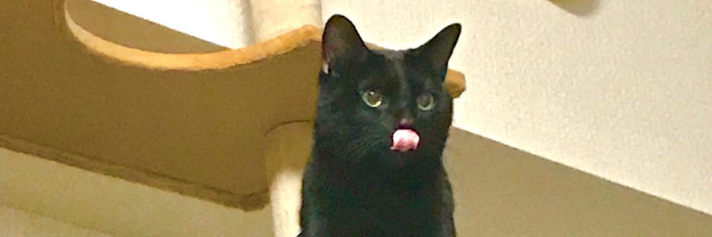 ﾈｺﾁｬﾝ🌗 𝕏 banner