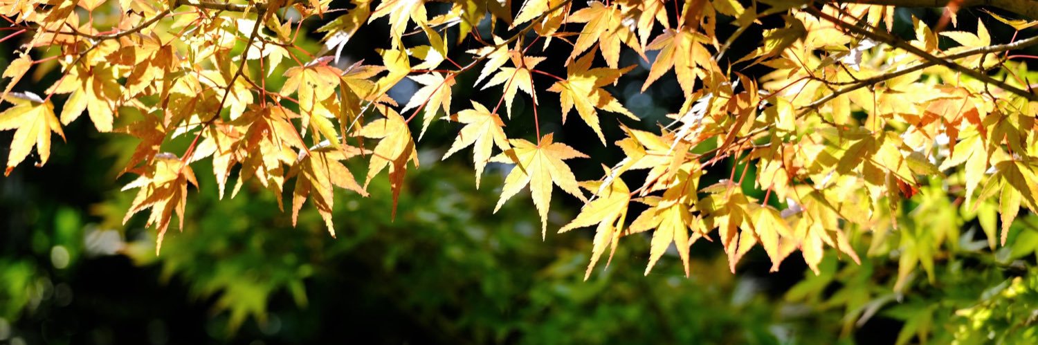 Botan99's profile banner image