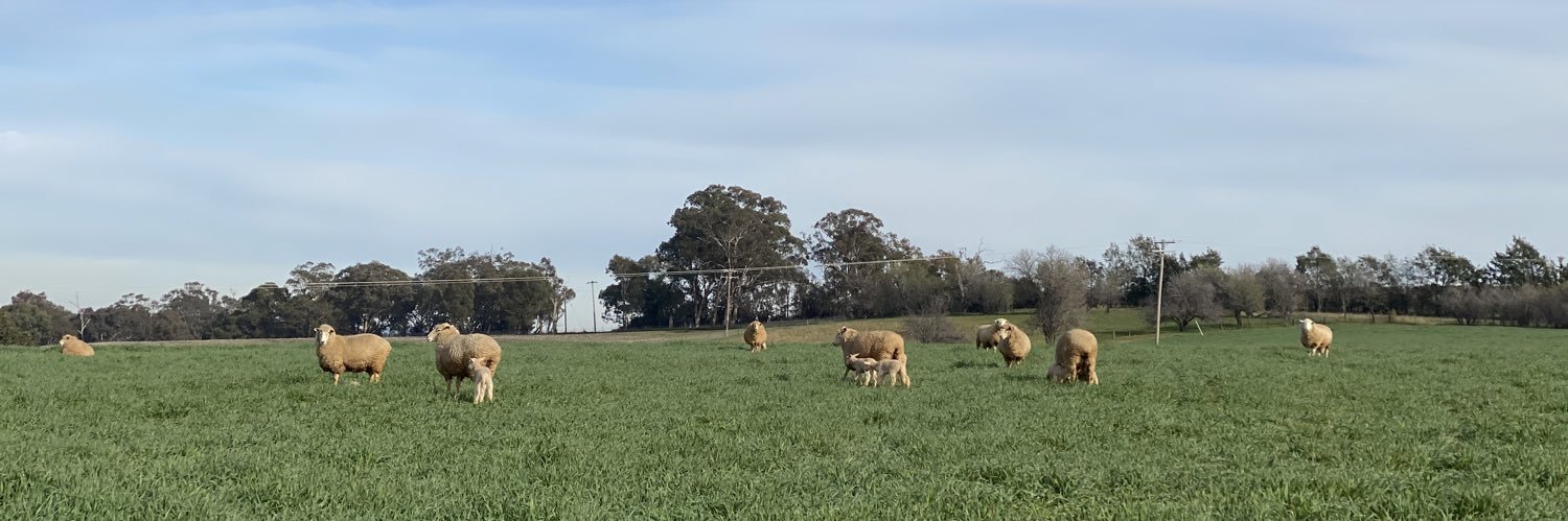 tracylamb_'s profile banner image