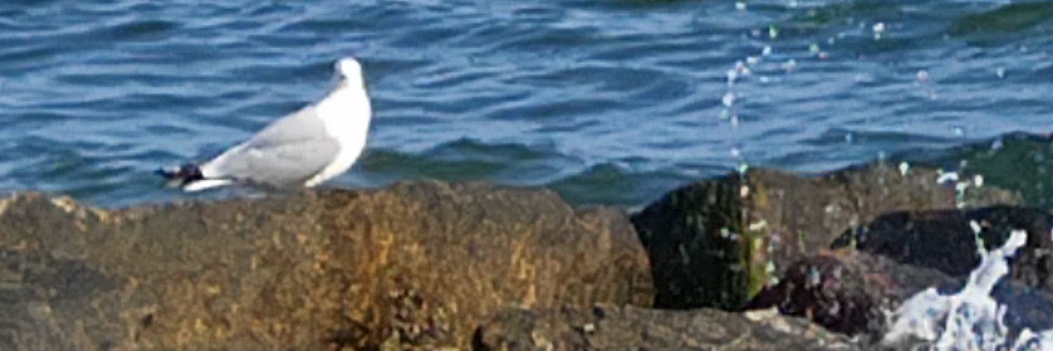 ChristineDewing's profile banner image