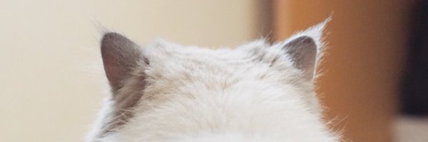 JumpIsTweeting Profile Banner