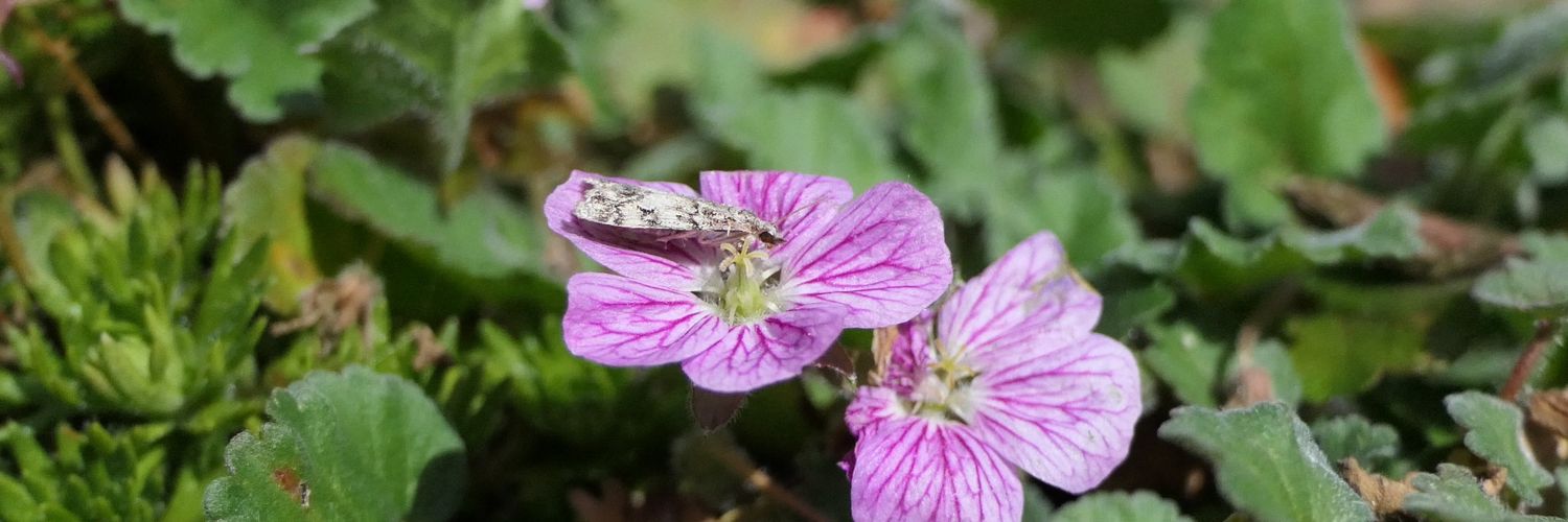 Sarah (she/her) #ActuallyAutistic 🦋🐝🪲🦗 banner