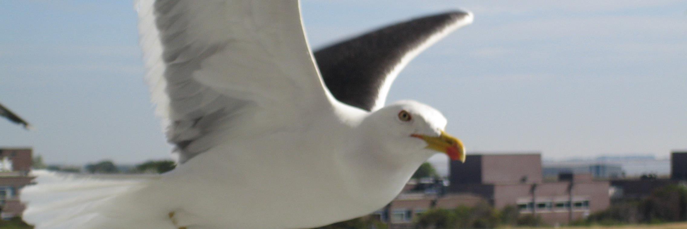 Irene Geuer banner