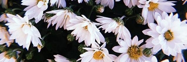 vickyrositto's profile banner image