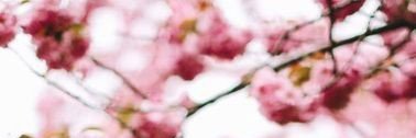 LUBNA💗🌸. banner