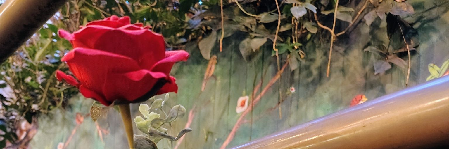micaresco's profile banner image