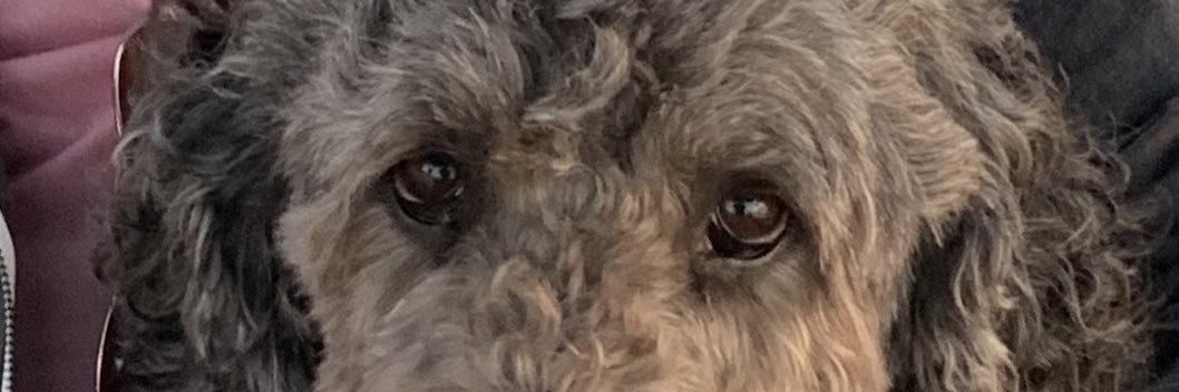 squeaks17's profile banner image