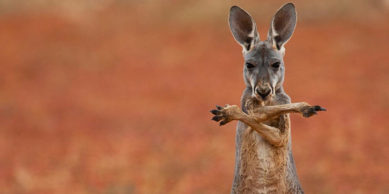 Bayrem Knaissi banner