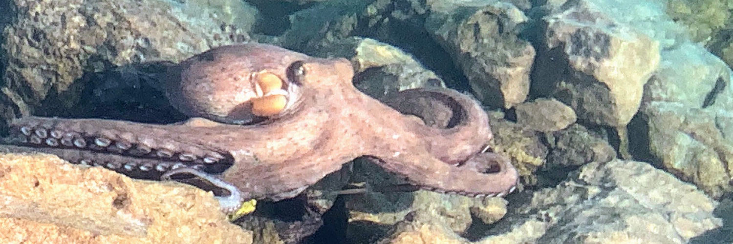 🎃 pumpkinJoe banner