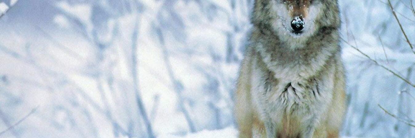 Benjamin Bruno banner