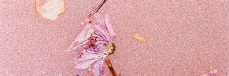 LilyMignogna's profile banner image