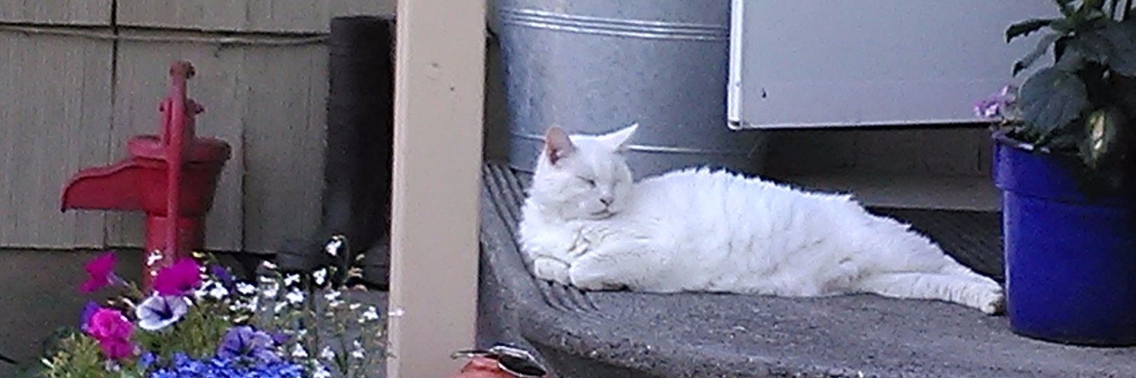 Tracee Tomich banner