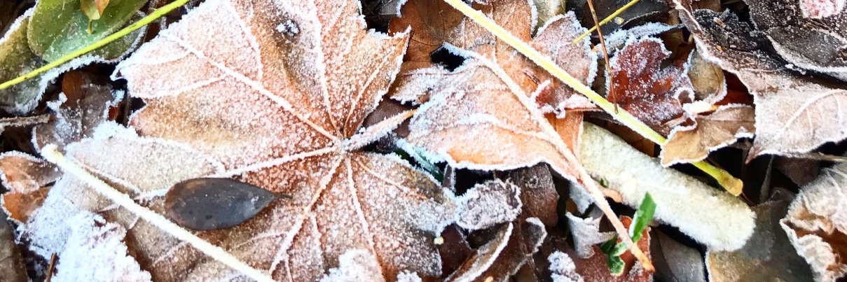 Núria Vila Masclans banner