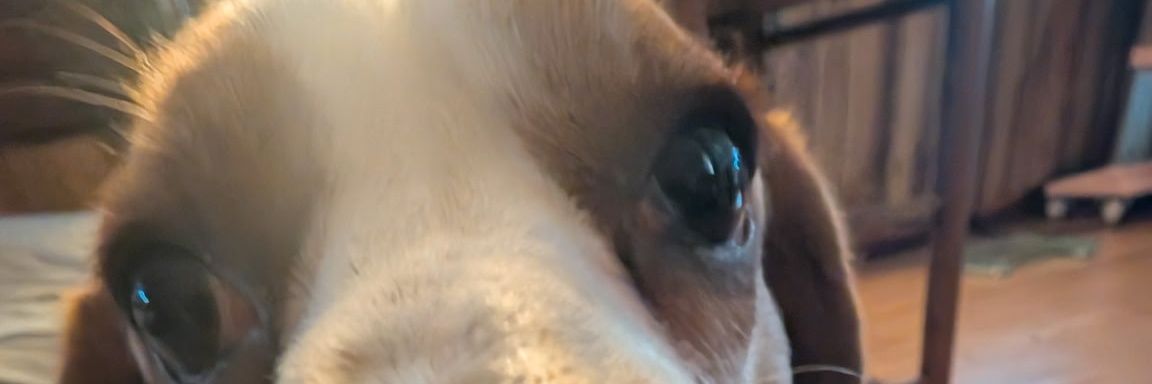 Comfy banner