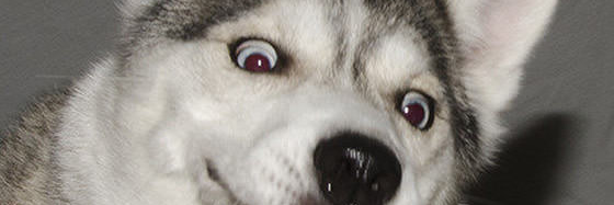 wamblo_'s profile banner image