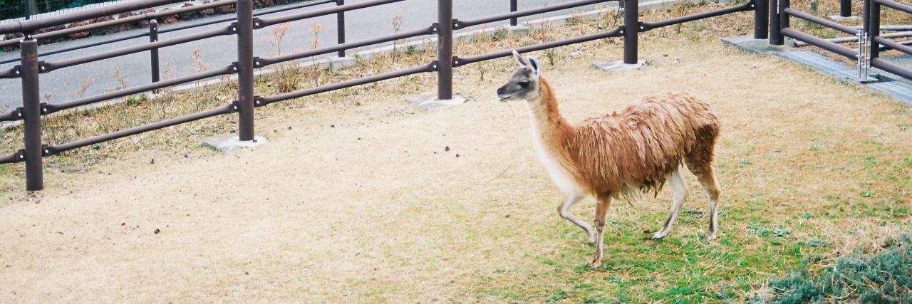 alpaca88's profile banner image